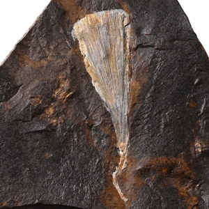 Fossil Ginko Leaf in Matrix