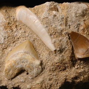 Mosasaur Marine Dinosaur and Sharks Teeth on Matrix