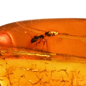 Polished Amber with Ant