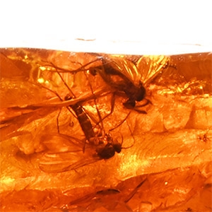 Polished Amber with Insects
