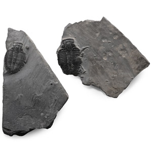 Fossil Elrathia Trilobite Group