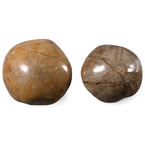 Polished Fossil Sand Dollar Group