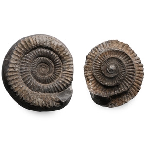 Whitby Dactylioceras Fossil Ammonite Nodule