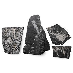 Fossil Alethopteris Fern on Matrix