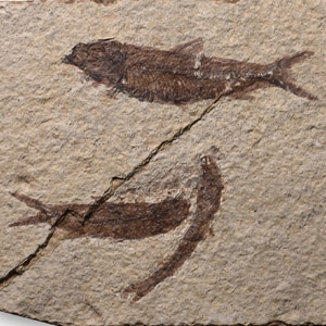 Multiple Knightia Fossil Fish in Matrix