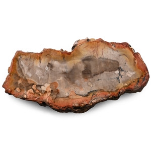 Polished Fossil Tree Slice