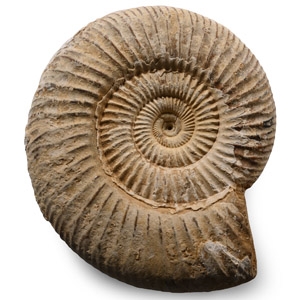 Fossil Perisphinctes Ammonite