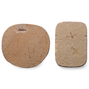 Fossil Mosquito and Grasshopper in Matrix