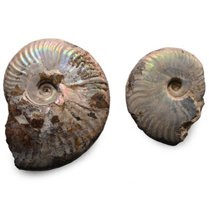 Iridescent Fossil Cleoniceras Ammonite Group