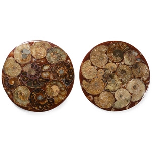 Polished Fossil Cleoniceras Ammonite Group