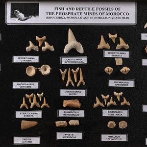 Fossil Sharks Tooth Display Case