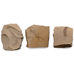 Fossil Metasequoia Fern Group