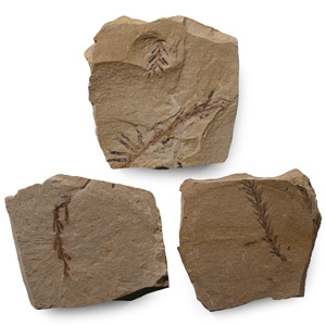 Fossil Metasequoia Fern Group
