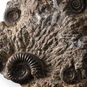 Fossil Ammonite Cluster