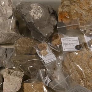 Collection of British Found Fossils