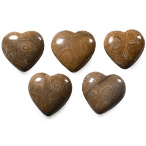 Polished Fossil Coral Head Heart Collection