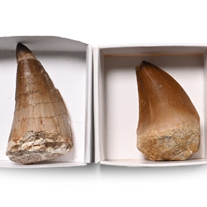 Mosasaur Marine Dinosaur Fossil Tooth Group