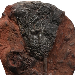 Fossil Crinoid Plate