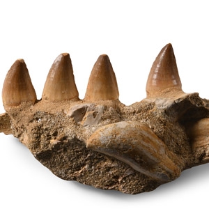Mosasaur Marine Dinosaur Composite Fossil Jaw Fragment