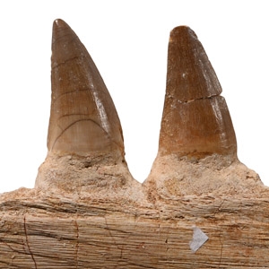 Mosasaur Marine Dinosaur Fossil Jaw Fragment