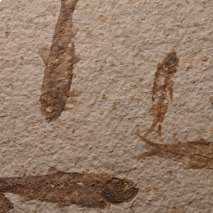 Multiple Knightia Fossil Fish in Matrix