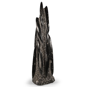 Polished Fossil Orthoceras Column