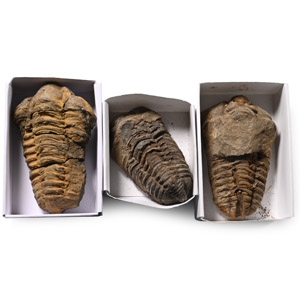 Fossil Flexicalymene Trilobite Group