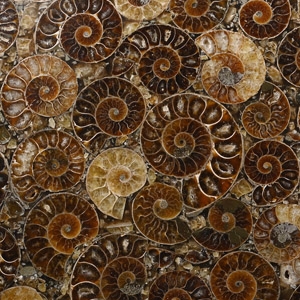 Large Polished Ammonite Plate