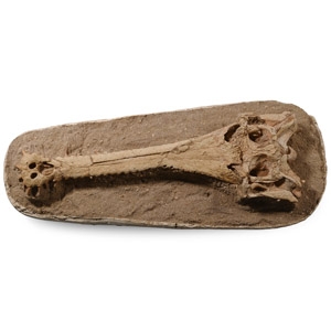 Fossil Extinct Crocodile Skull