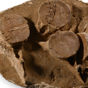 Fossil Plesiosaur Vertebrae Plate