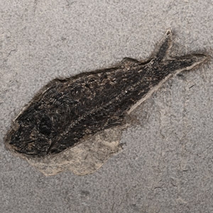 Diplomystus Fossil Fish in Matrix