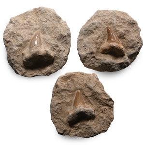 Fossil Otodus Sharks Teeth on Rock