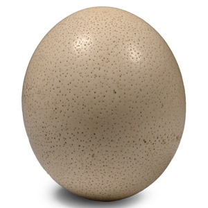 Blown Ostrich Egg for Display