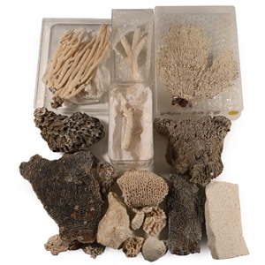 Fossil Coral Head Collection