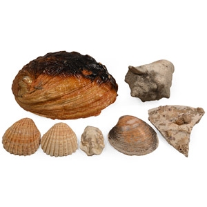 Natural Large Shell Collection