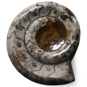 Polished Fossil Scunthorpe Ammonite