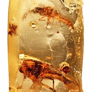 Insects in Copal