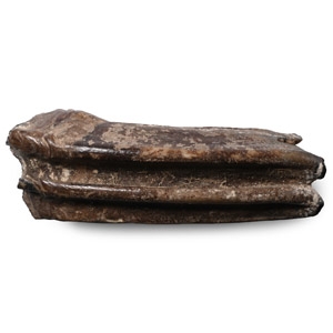 River Kennet Fossil Tooth