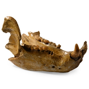 Extinct Cave Bear Lower Jaw