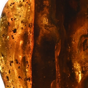 Large Polished Amber Specimen with Insects and Plant Inclusions