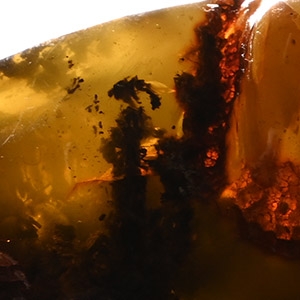 Large Polished Amber Specimen with Insect and Plant Inclusions