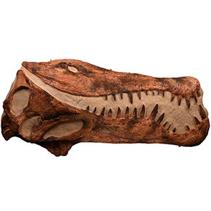 Adult Actual Size Spinosaurus Dinosaur Skull Replica