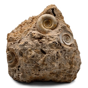 Fossil Planorbina Gastropod Group