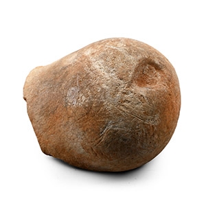 Mammal Fossil Femur Fragment