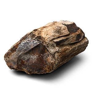 Large Petrified Wood Fossil Specimen