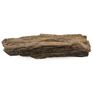 Very Large Petrified Wood Fossil Specimen