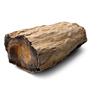 Large Petrified Fossil Tree Trunk Specimen