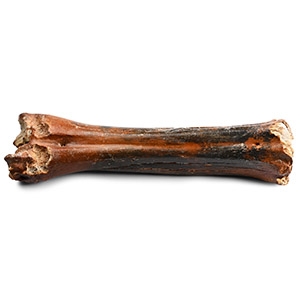 Ice Age Bison Fossil Leg Bone