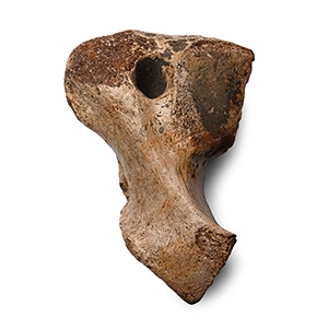 Fossil Woolly Mammoth Bone