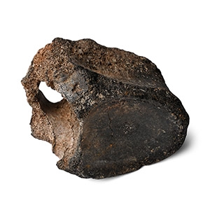Fossil Woolly Rhinoceros Vertebra